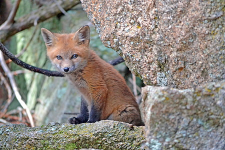 brown fox sitting on brown rock