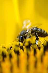 focal focus photography of bee polenating