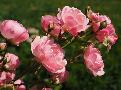 pink flowers macro photography