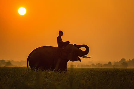 man on top of elephant during daytime