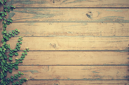 green leaf plant and brown wooden wall