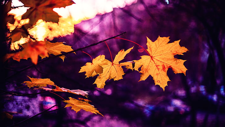 dried maple leaf in purple background
