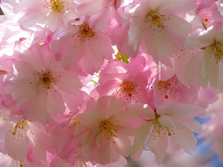 pink blooming cherry blossoms wallpaper