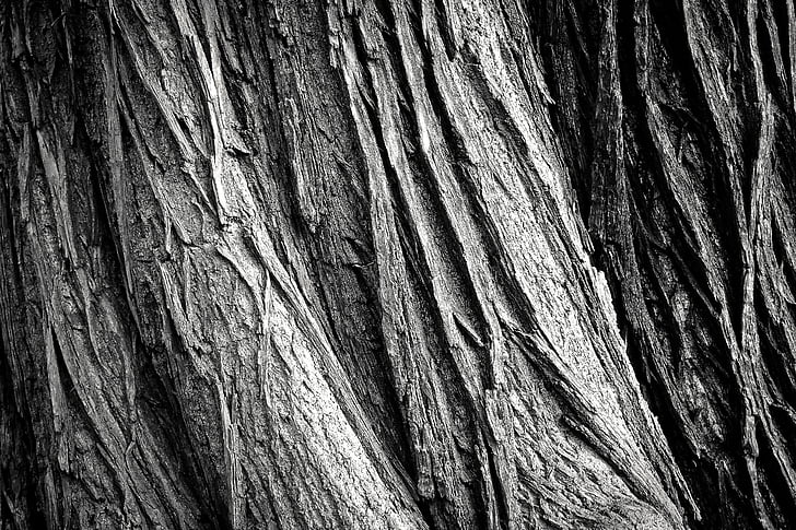 closeup photo of gray tree trunk