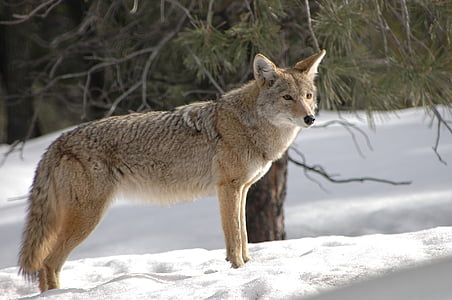 brown coyote stands on snow near green pine tree