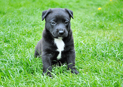 short-coated black and white puppy on green grass