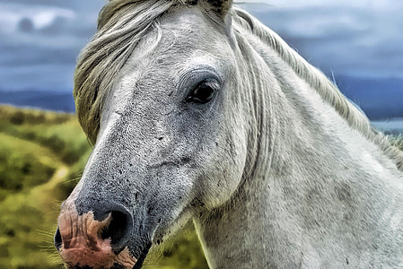 shallow focus photography of gray horse