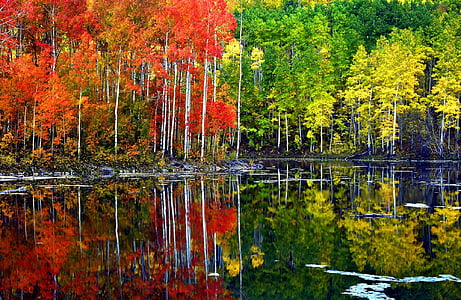 green and red leaf trees near body of water at daytime