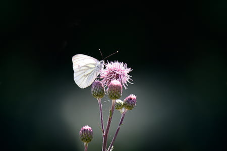 white cabbage butterfly on pink petaled flower