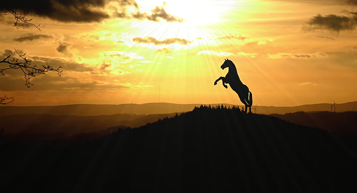 silhouette photo of horse during golden hour