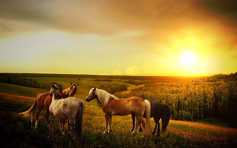 four assorted-color horses during sunset