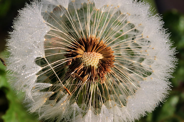 close-up photography of white dandelion