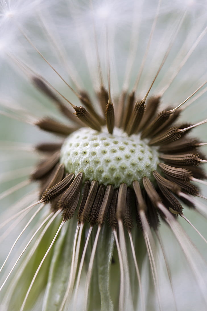macro photography brown and green dandelion flower