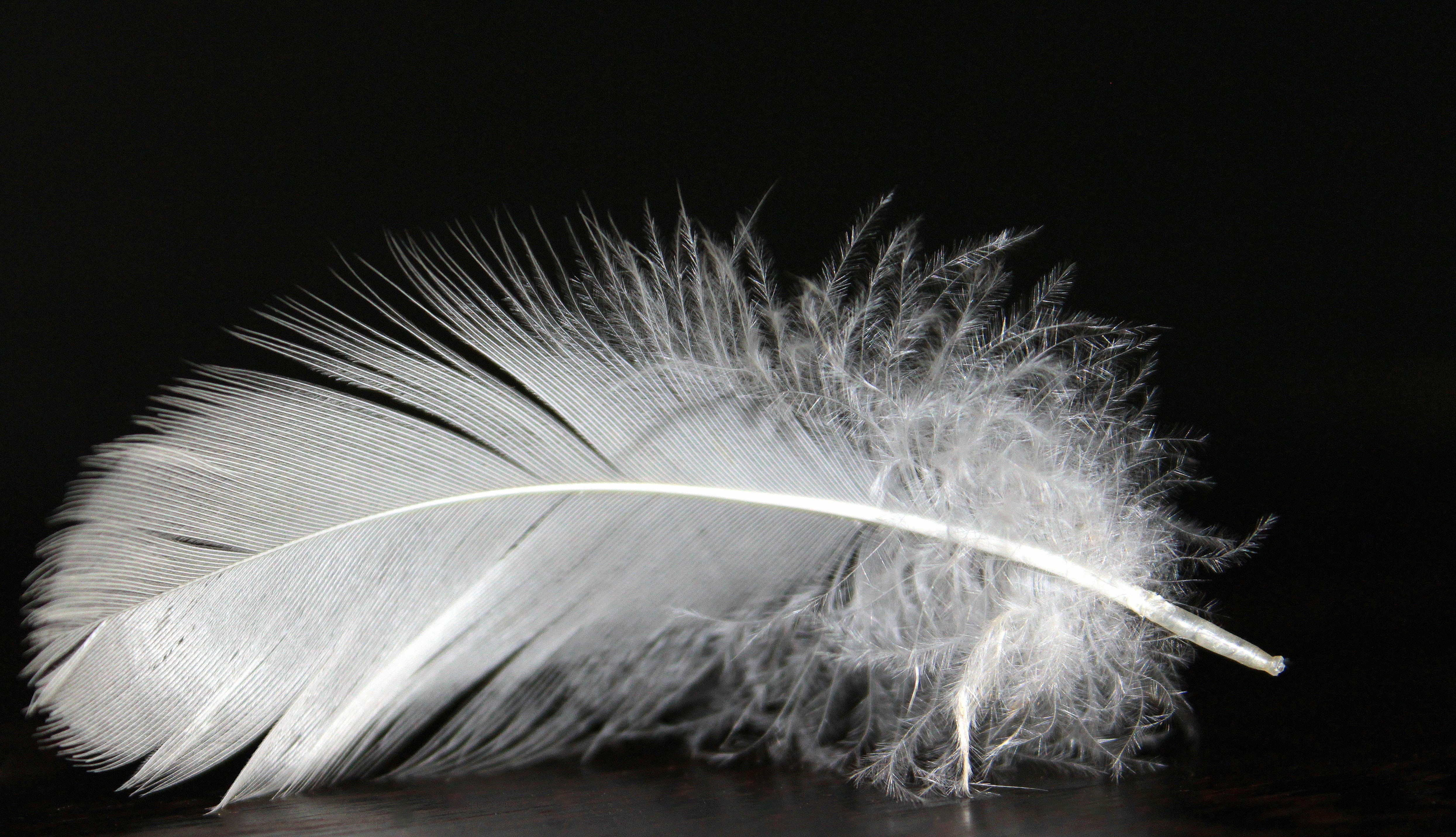 Feather Fluff
