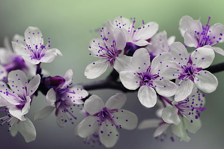 white and purple petaled flower plant