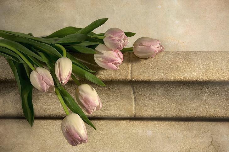 pink tulips on grey concrete
