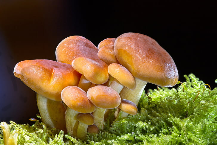 closeup photo of brown fungus