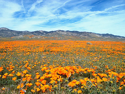 photography of orange flower field