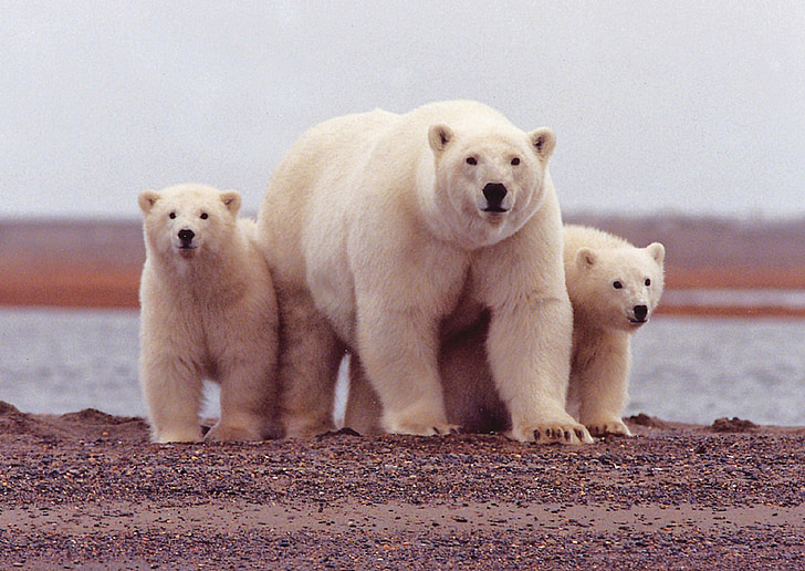wildlife three Polar bear and cubs