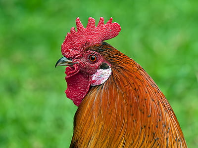 brown rooster macro photography