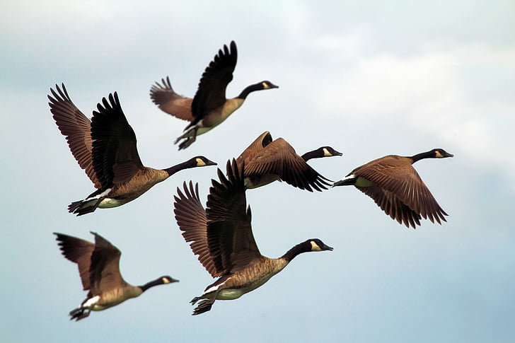 flock of ducks flying during daytime