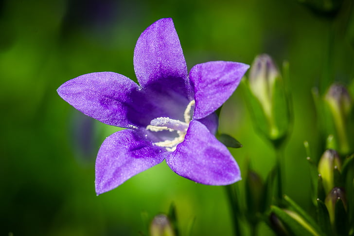 purple bellflower selective focus photography