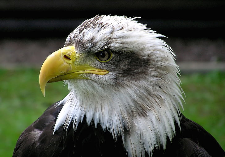 closeup photo of white and black eagle