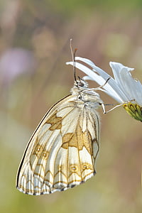 white and brown butterfly on white petaled flower