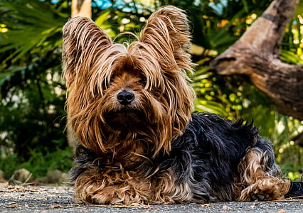 adult black and tan Yorkshire terrier