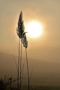 silhouette of grass at golden hour