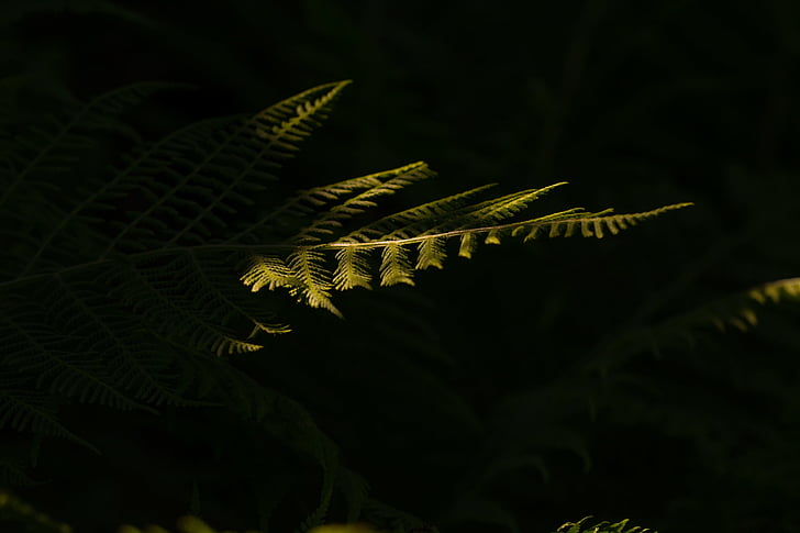 shallow focus photography of green fern plant