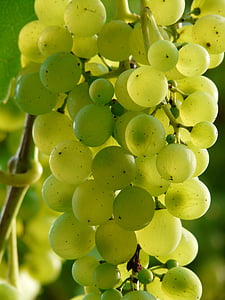 bundle of green grapes