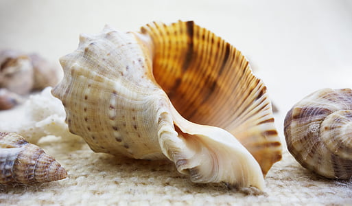 beige and brown snailshell