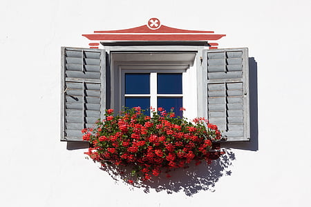 photography of red flowers on white and gray window