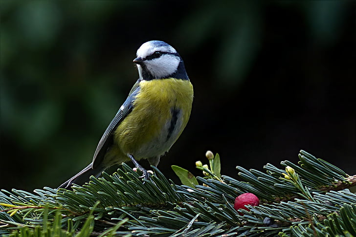 selective focus photography of bird on tree branch