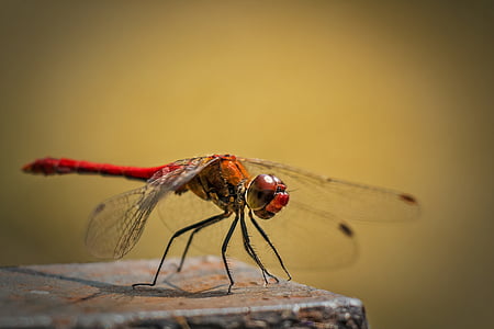 red dragonfly perching on brown stone closeup photography