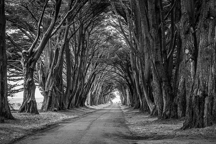 roadway in between trees grayscale photo