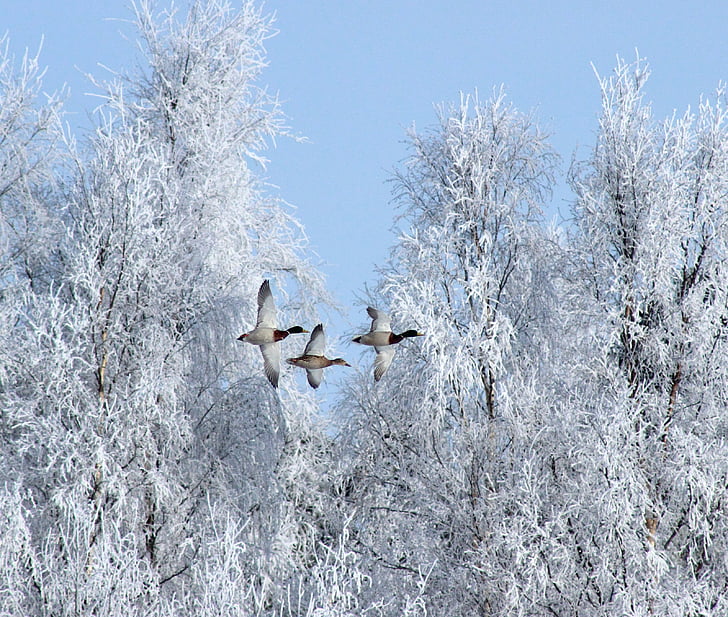 three ducks flying near trees