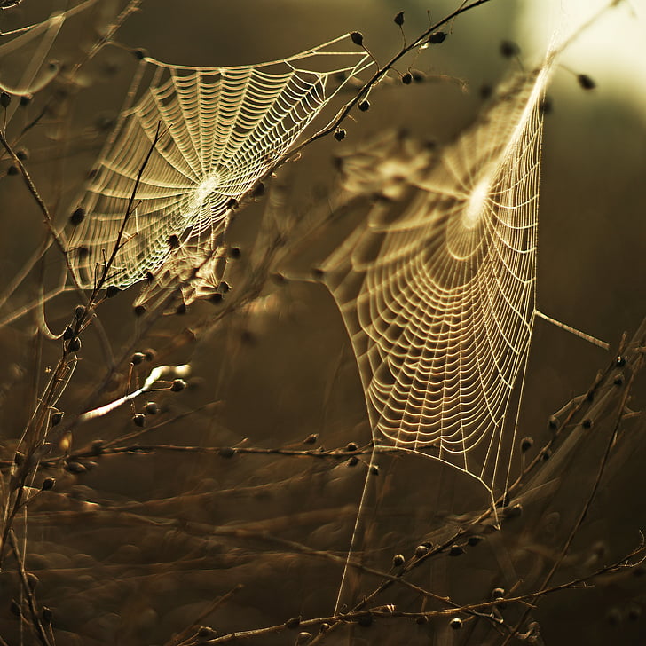 two white spider webs on twigs closeup photography