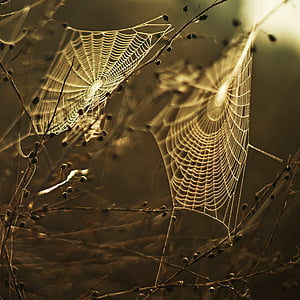 two white spider webs on twigs closeup photography