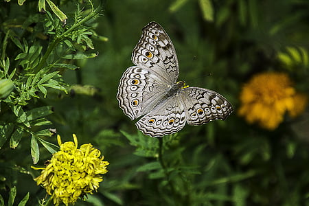 shallow focus photography of white and gray butterfly