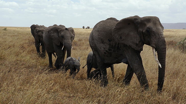 five elephants on grass field
