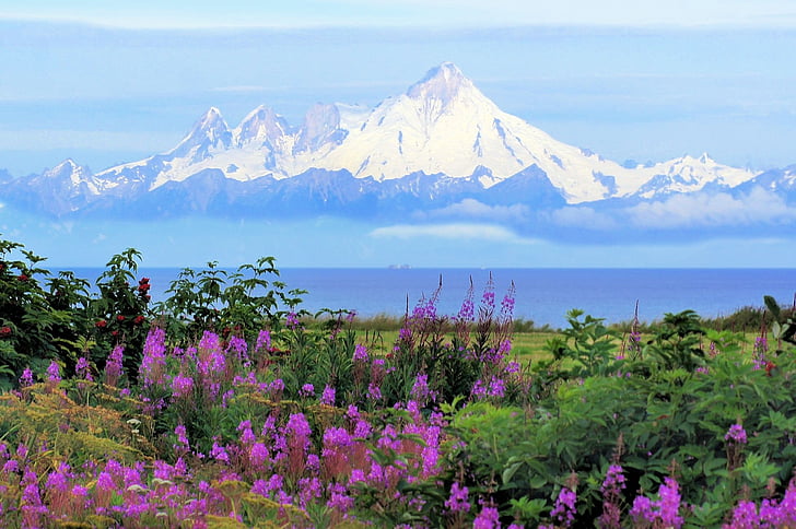 mountain surrounded by purple flowers