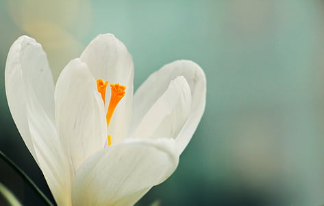 white crocus flower selective focus photography
