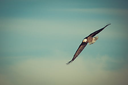 selective focus photo of bald eagle spreading wings over skies