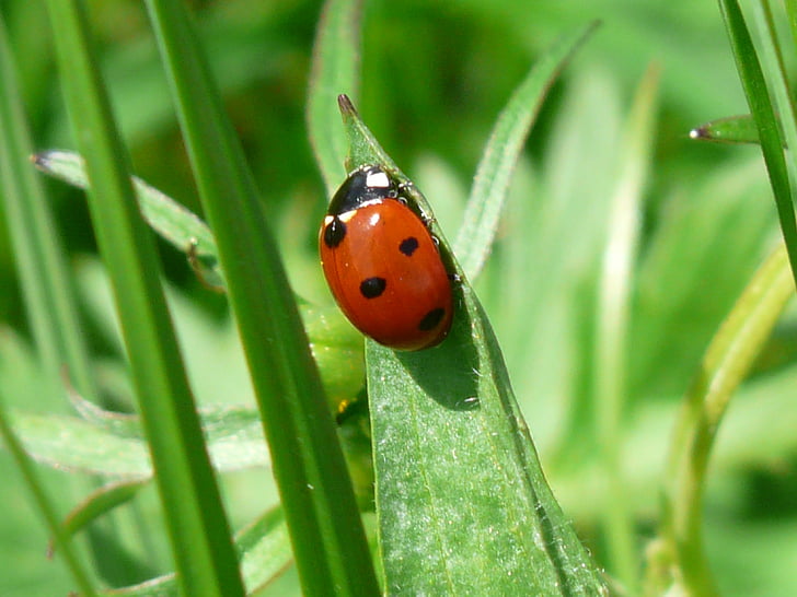 10 spotted ladybug