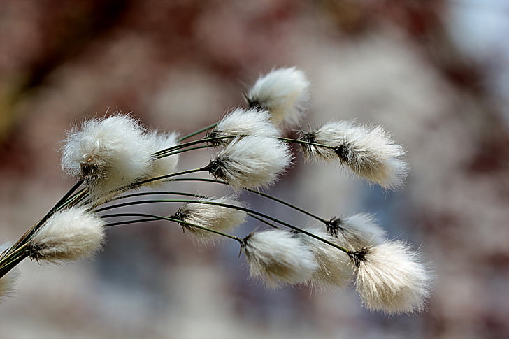 macro shot of white dandelion