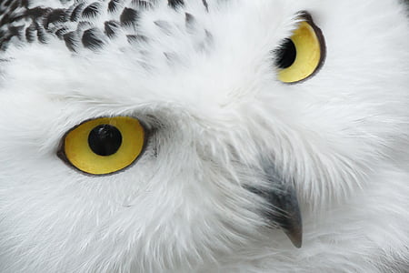close up photo of white and black owl