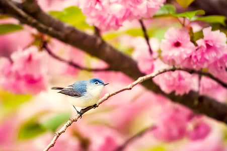 blue and white bird on tree branch in selective-focus photography