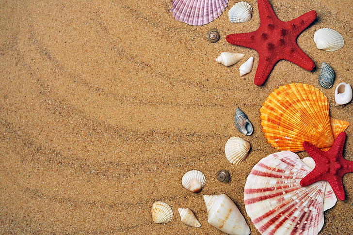 red, white, and yellow seashells on brown sand